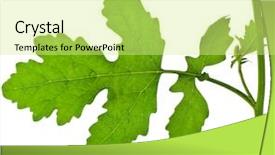  Presentation with mustard plant - Amazing presentation theme having mustard plant surface close backdrop and a soft green colored foreground