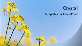  Presentation with rapeseed - Presentation theme having biodiesel plant - rapeseed blossom background and a light blue colored foreground