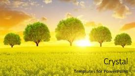  Presentation with rapeseed - Slide set consisting of spring landscape with rapeseed field background and a gold colored foreground