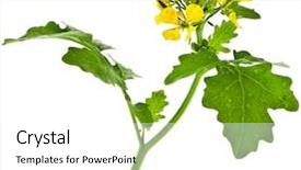  Presentation with mustard plant - Slide set having white mustard plant flowering close background and a white colored foreground