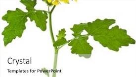  Presentation with mustard plant - Beautiful presentation design featuring yellow mustard plant flowering backdrop and a white colored foreground