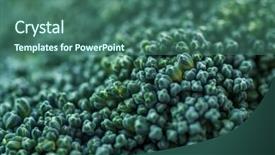  Presentation with stem - Amazing slide deck having brassica oleracea - closeup of a stem backdrop and a ocean colored foreground