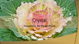  Presentation with dew - Cool new PPT theme with brassica oleracea - decorative cabbage in blossom backdrop and a coral colored foreground