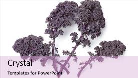  Presentation with tea leaves fresh green leaf - Theme with brassica oleracea - purple kale leaves on white background and a  colored foreground