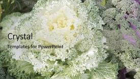  Presentation with scotch - Beautiful slide deck featuring brassica oleracea sabellica group borecole backdrop and a soft green colored foreground