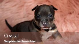  Presentation with bully - PPT layouts consisting of brave-american-bully-puppy-looking background and a tawny brown colored foreground
