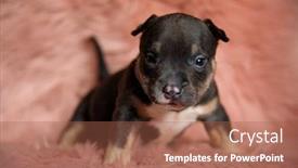  Presentation with brave - Slide deck with brave-dutiful-american-bully-looking background and a red colored foreground