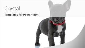 Presentation with brave - PPT theme consisting of brave-french-bulldog-puppy-looking background and a white colored foreground