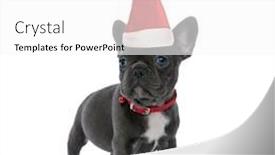  Presentation with brave - Colorful theme enhanced with brave-french-bulldog-puppy-wearing backdrop and a white colored foreground