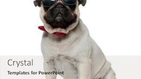  Presentation with brave - Beautiful slide deck featuring brave-pug-puppy-wearing-sunglasses backdrop and a light gray colored foreground