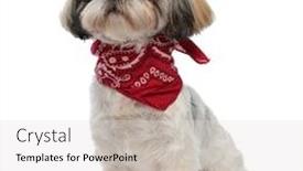  Presentation with brave - Theme having brave-shih-tzu-puppy-wearing background and a light gray colored foreground