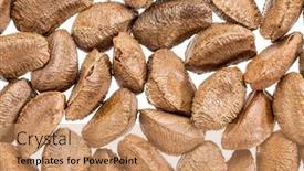  Presentation with shells - PPT layouts enhanced with brazilian-nuts-in-shells-against background and a coral colored foreground
