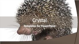  Presentation with background - Presentation theme having brazilian porcupine coendou prehensilis standing background and a gray colored foreground