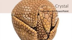  Presentation with three - Cool new PPT theme with brazilian-three-banded-armadillo-rolled backdrop and a coral colored foreground