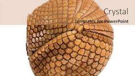  Presentation with three - Slides enhanced with brazilian-three-banded-armadillo-rolled background and a yellow colored foreground