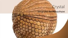  Presentation with three - Presentation having brazilian-three-banded-armadillo-rolled background and a coral colored foreground