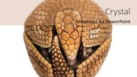 Presentation with old paper rolls - Audience pleasing PPT theme consisting of brazilian-three-banded-armadillo-rolled backdrop and a coral colored foreground