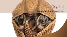  Presentation with three - Slides featuring brazilian-three-banded-armadillo-rolled background and a coral colored foreground