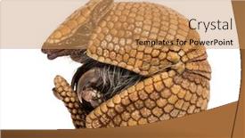  Presentation with old paper pen rolls - Beautiful theme featuring brazilian-three-banded-armadillo-rolling backdrop and a coral colored foreground