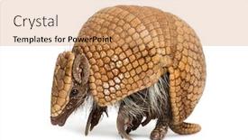  Presentation with three - Slides enhanced with brazilian-three-banded-armadillo-tolypeutes background and a coral colored foreground