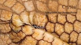  Presentation with medical evaluation of 5 years old boy - Amazing theme having brazilian-three-banded-armadillo-tolypeutes backdrop and a gold colored foreground