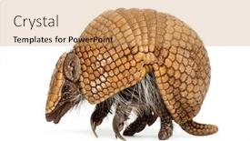  Presentation with three - PPT layouts consisting of brazilian-three-banded-armadillo-tolypeutes background and a coral colored foreground
