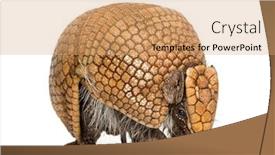  Presentation with three - Theme with brazilian-three-banded-armadillo-tolypeutes background and a coral colored foreground