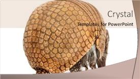  Presentation with three - Colorful PPT layouts enhanced with brazilian-three-banded-armadillo-tolypeutes backdrop and a coral colored foreground