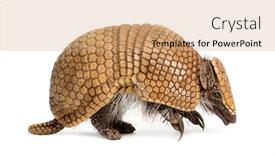  Presentation with three - Colorful slide deck enhanced with brazilian-three-banded-armadillo-tolypeutes backdrop and a coral colored foreground
