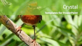 Presentation with robin bird - Beautiful theme featuring beaks - colorful robin redbreast bird erithacus backdrop and a seafoam green colored foreground