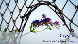  Presentation with challenges - PPT theme having breaking through challenges background and a sky blue colored foreground