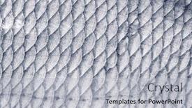  Presentation with fish scales - Colorful presentation design enhanced with bream abramis brama fish scales natural texture toned image backdrop and a light gray colored foreground