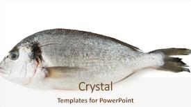  Presentation with brown sugar isolated on white - PPT layouts enhanced with bream isolated on white bachground background and a  colored foreground