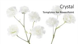  Presentation with breathing - Beautiful slide set featuring breathing - gypsophila isolated on white background backdrop and a white colored foreground