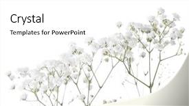  Presentation with breathing - Amazing slide set having breathing - gypsophila isolated on white background backdrop and a white colored foreground