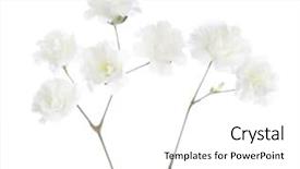  Presentation with breathing - PPT theme with breathing - gypsophila isolated on white background background and a white colored foreground
