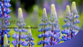  Presentation with focus - PPT layouts featuring breathtaking-lupinus-polyphyllus-flowers-close background and a seafoam green colored foreground