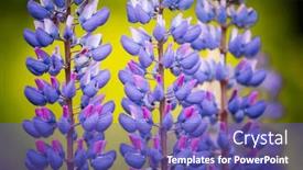  Presentation with earth - PPT theme featuring breathtaking-lupinus-polyphyllus-flowers-close background and a violet colored foreground