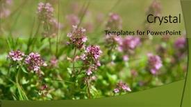  Presentation with thyme - Beautiful presentation design featuring breckland thyme in the field backdrop and a  colored foreground