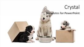  Presentation with alaskan seafood - PPT theme featuring 3 crosses - alaskan malamute puppy crossbreed puppies background and a white colored foreground