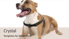  Presentation with boxer dog - Beautiful slides featuring breed dog between a bull backdrop and a coral colored foreground