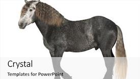  Presentation with white horse - PPT theme enhanced with breed of draft horse background and a  colored foreground
