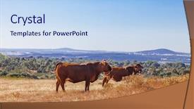  Presentation with region - Cool new slides with abred - cows of the alentejana breed backdrop and a light blue colored foreground