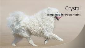  Presentation with white sand - Colorful PPT theme enhanced with breed samoyed dog running backdrop and a soft green colored foreground