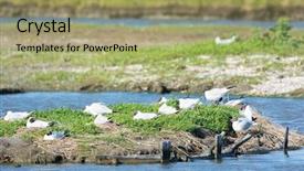  Presentation with breeding - Presentation theme consisting of breeding black-headed sea gulls background and a  colored foreground