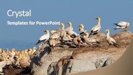  Presentation with breeding - Slides having breeding cape gannets morus background and a teal colored foreground