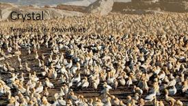  Presentation with breeding - Slide deck with breeding cape gannets morus background and a coral colored foreground