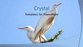  Presentation with breeding - Colorful PPT layouts enhanced with breeding-pair-of-adult-cattle backdrop and a light blue colored foreground