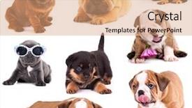  Presentation with pei - Beautiful slide deck featuring breeds dachshund shar pei rottweiler backdrop and a coral colored foreground