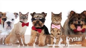  Presentation with dogs cats - Presentation design consisting of breeds wearing bowties and sunglasses background and a coral colored foreground